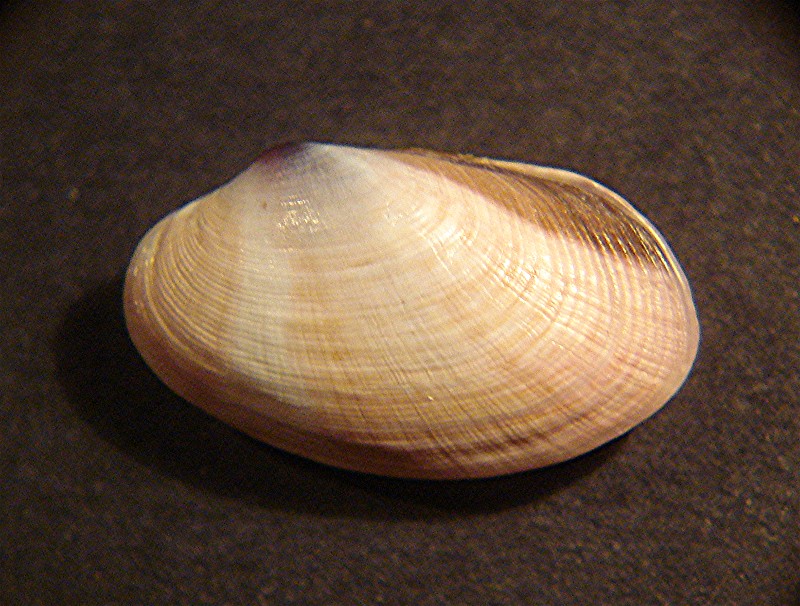 Ostia spiaggia (Veneridae)